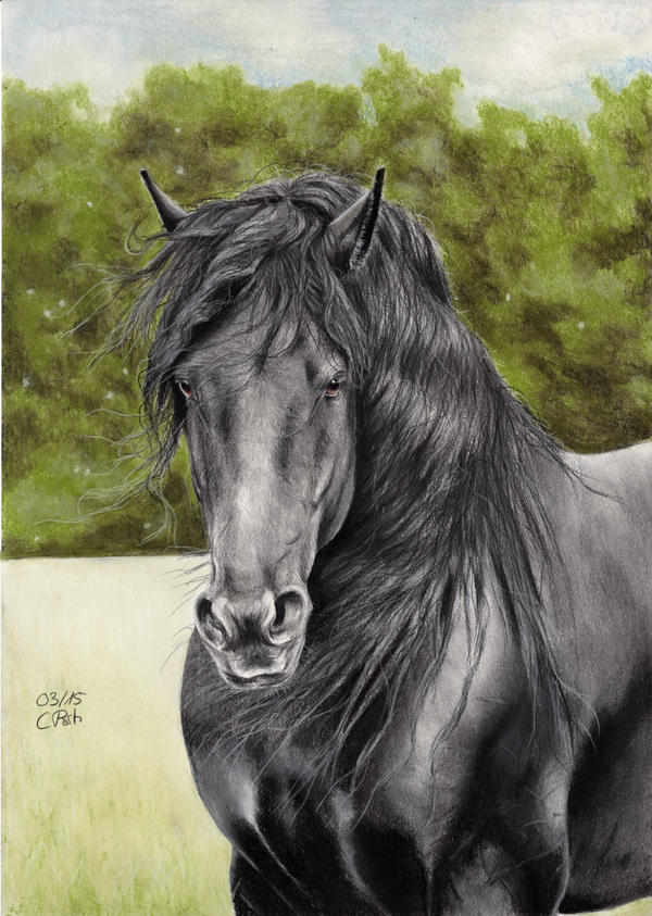 Friesian Horse 5