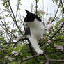 Cat up a tree stock 2