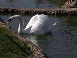 Swan