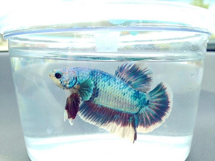 General Iroh the Betta