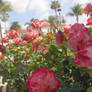 roses flourishing in campus