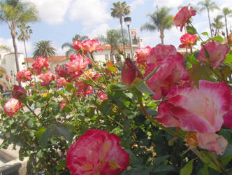 roses flourishing in campus