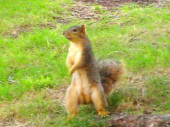 the squirrel lookout