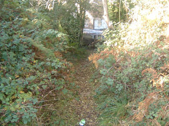 Looking down autumn steps