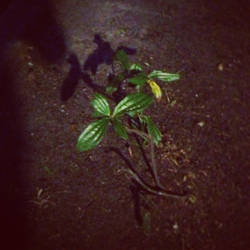 Sprouting in the night