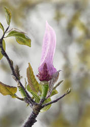 Flower in New Zealand (Internet)