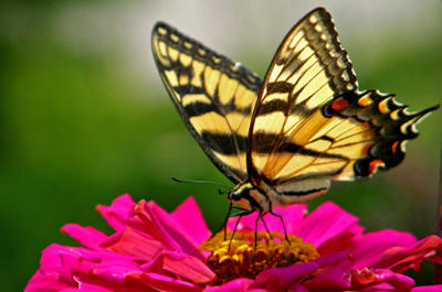 Butterfly Picture, Butterfly Pictures