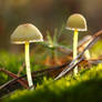 Little mushrooms