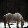 Winter Horse