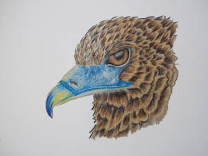 Bird Portrait in Crayon