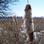 Cat Tails aka pussy willow