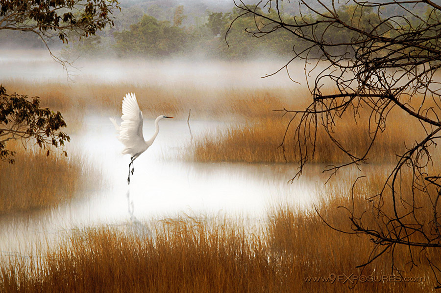 Misty Morning