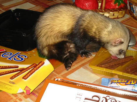 Ferret. Sweet tooth.