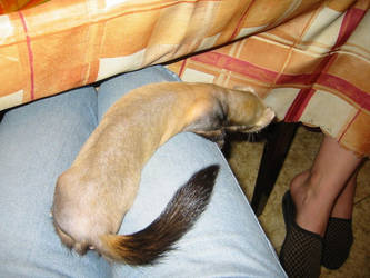 Ferret. Moult