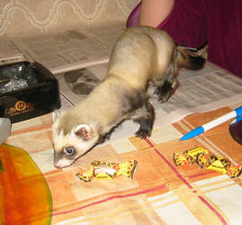 Ferret. Moult. Pic 2