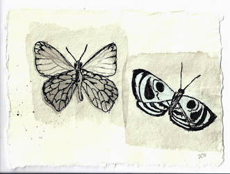 Butterflies