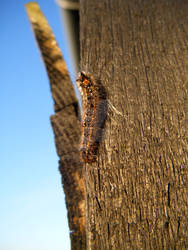 Caterpillar