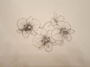 orchids sketch for Ezra