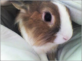 Tosca, the cutie rabbit