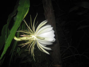 Epiphyllum flower Day 5