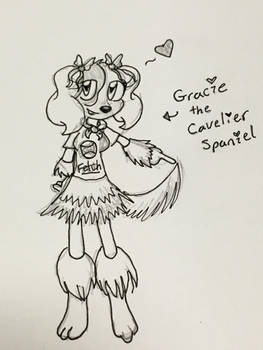 Gracie the Cavelier Spaniel