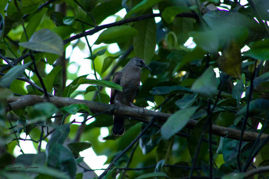 Tortola