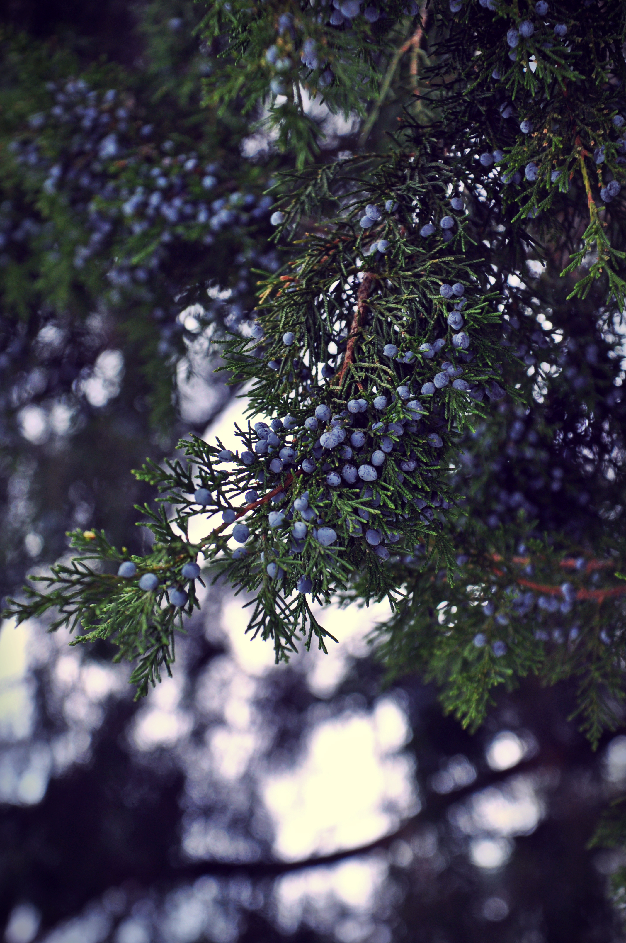 Tree berries