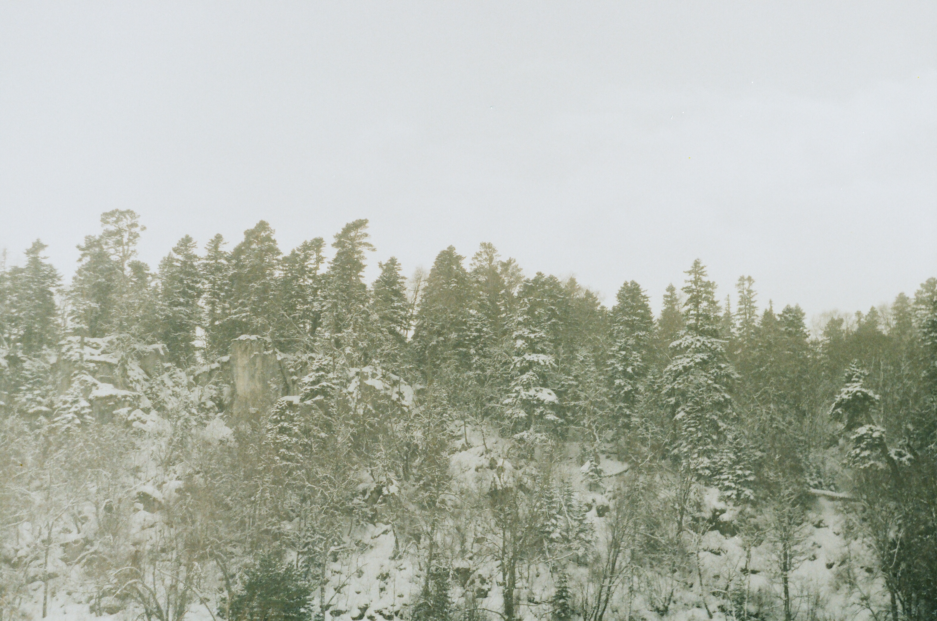 snow.forest.winter.zenit.film