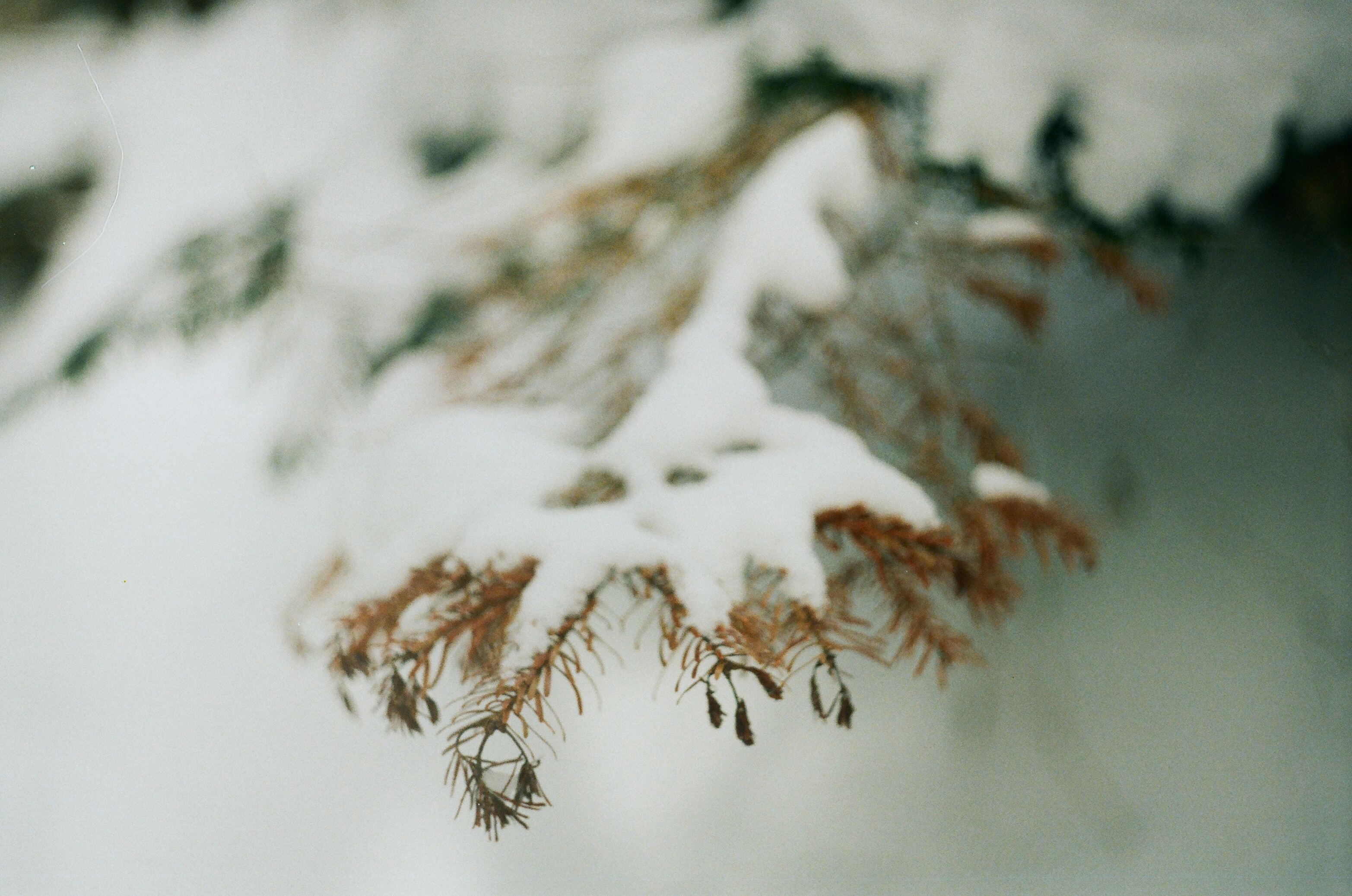 Snow. Winter. tree. film.zenit