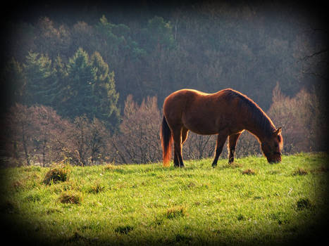 Horse on grassland