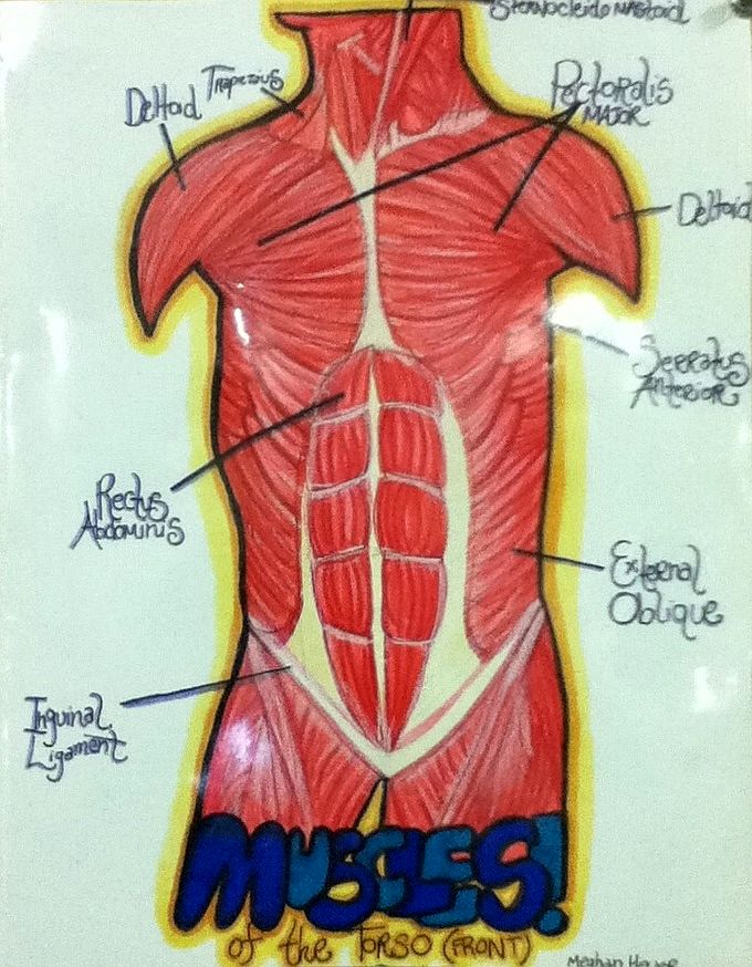 Diagram Of Muscles Of Human Torso By Invadermeghan On Deviantart