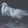 snowy egrets