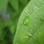 Leaf's tears