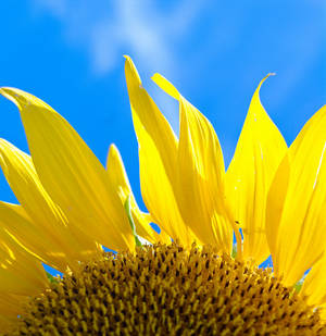 sunflower2