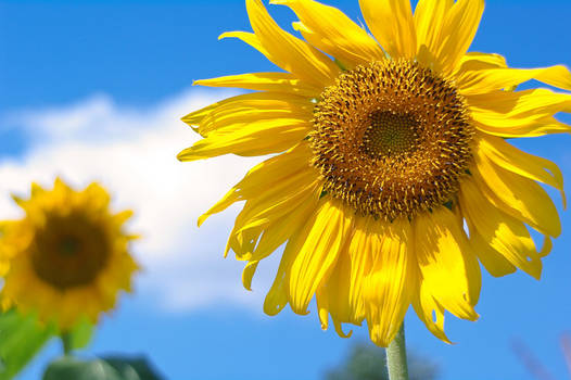 sunflower3