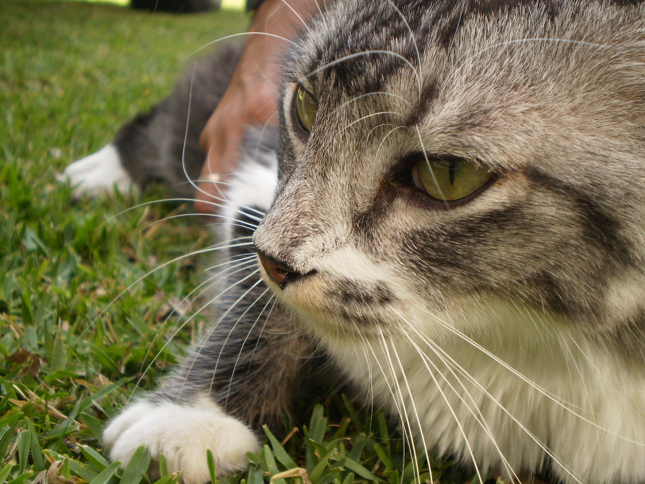 Pacho el Gato