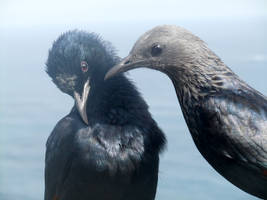 Starlings