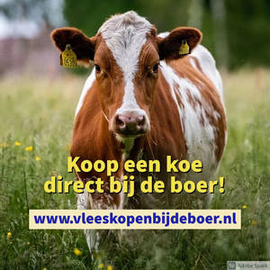 Koop een koe direct bij de boer - koopeenkoe.nl - 