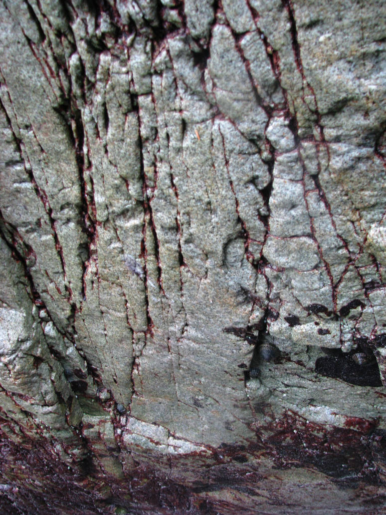 Bleeding Rock by PixieCutie23 on DeviantArt