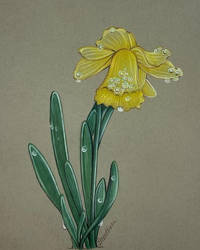 Daffodil coloured Pencil art