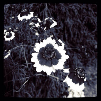 Flowers in black and white 