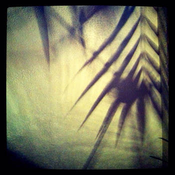 Palm shadow 