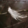 white feather...