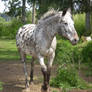 Appaloosa Mare Stock