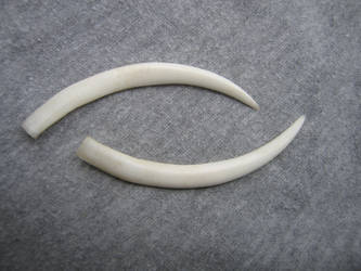 Siberian musk deer tusks (Moschus moschiferus)