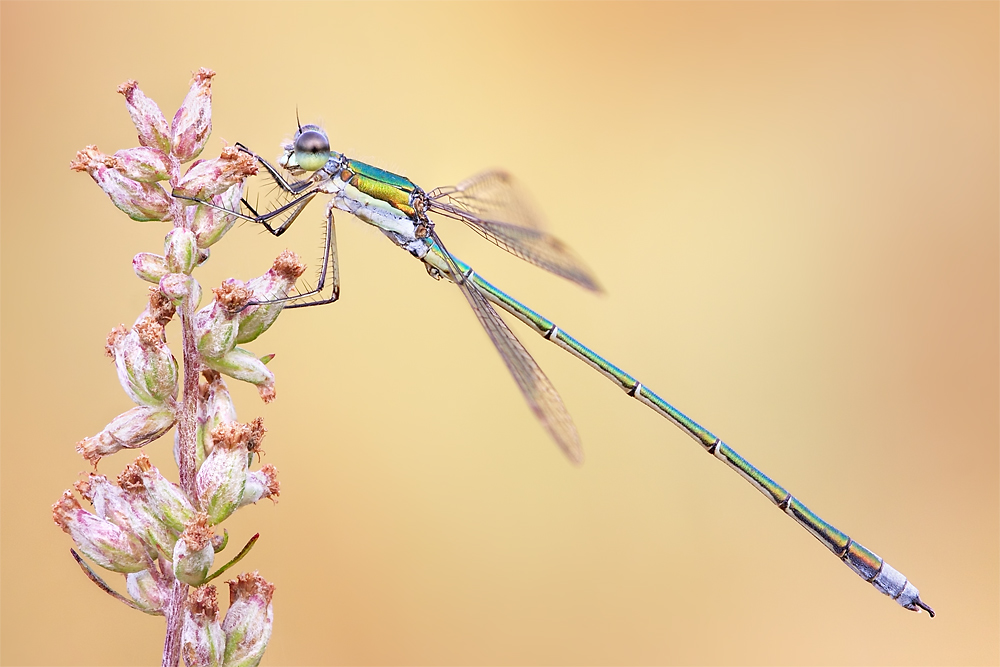 Damselfly