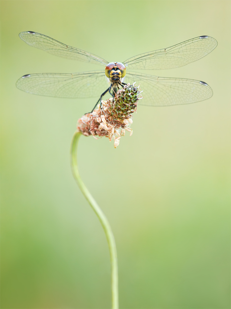 Dragonfly