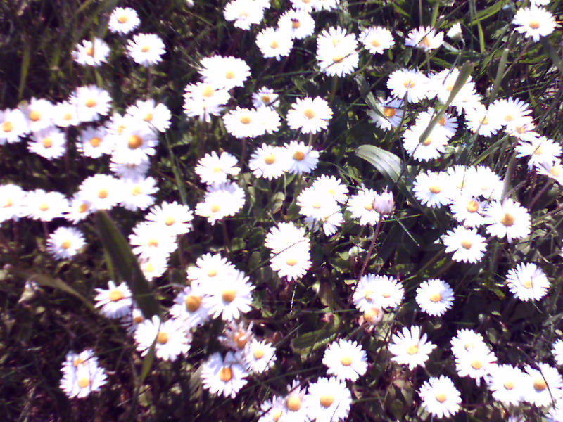 Daisy wheels by Turigventil on DeviantArt