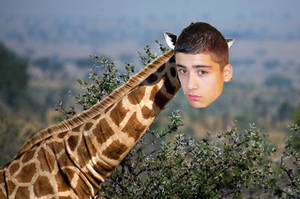 fetus zayn giraffe thing