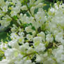 White flowers